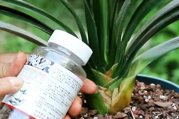 君子兰烂根如何解决,剪除烂根换土重栽