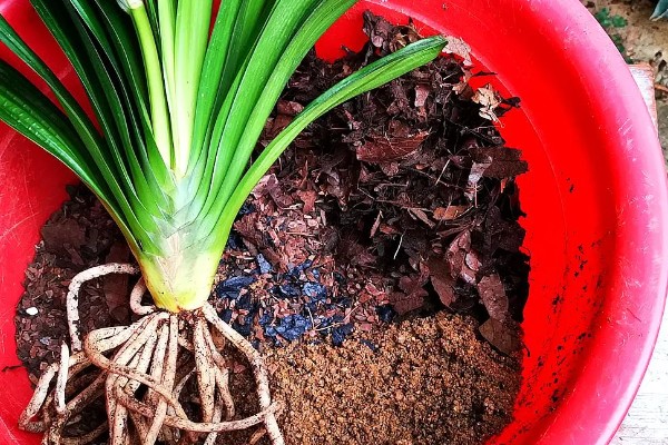 君子兰烂根如何解决,剪除烂根换土重栽