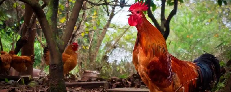 公鸡多大打鸣，通常在3-4月后便会打鸣