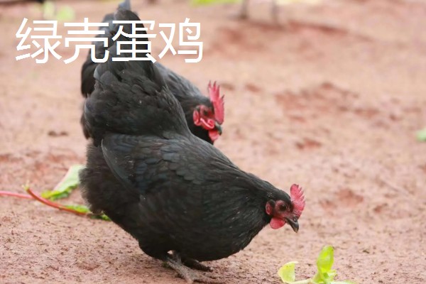 鸡有什么品种，绿壳蛋鸡、芦花鸡等品种很常见