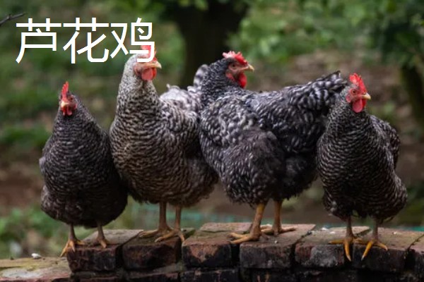 鸡有什么品种，绿壳蛋鸡、芦花鸡等品种很常见