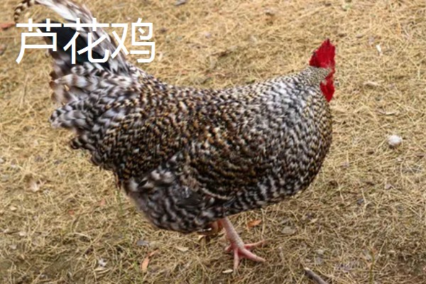 鸡有什么品种，绿壳蛋鸡、芦花鸡等品种很常见