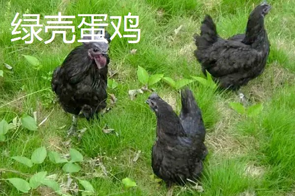 鸡有什么品种，绿壳蛋鸡、芦花鸡等品种很常见