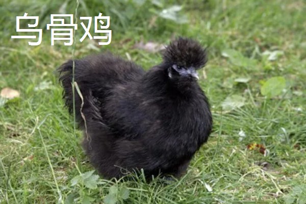 鸡有什么品种，绿壳蛋鸡、芦花鸡等品种很常见