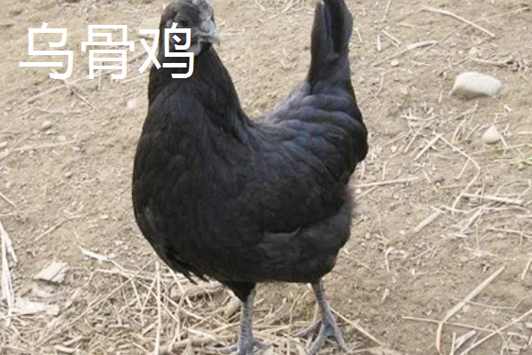 鸡有什么品种，绿壳蛋鸡、芦花鸡等品种很常见