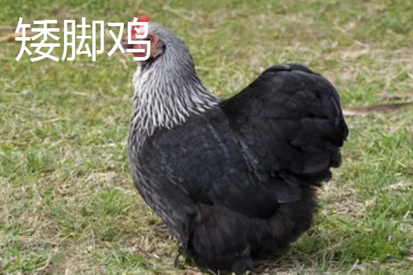 鸡有什么品种，绿壳蛋鸡、芦花鸡等品种很常见