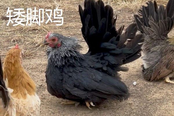 鸡有什么品种，绿壳蛋鸡、芦花鸡等品种很常见