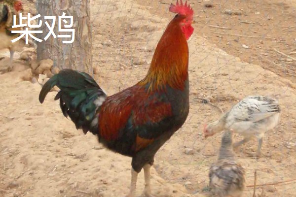 鸡有什么品种，绿壳蛋鸡、芦花鸡等品种很常见