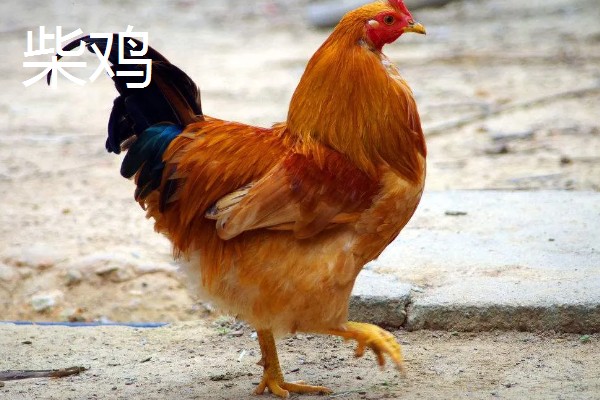 鸡有什么品种，绿壳蛋鸡、芦花鸡等品种很常见
