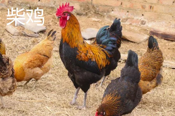 鸡有什么品种，绿壳蛋鸡、芦花鸡等品种很常见