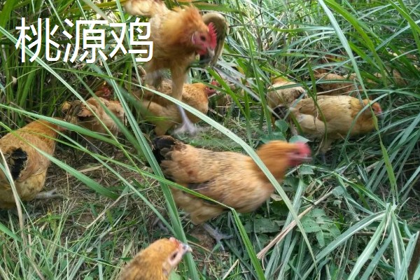 鸡有什么品种，绿壳蛋鸡、芦花鸡等品种很常见