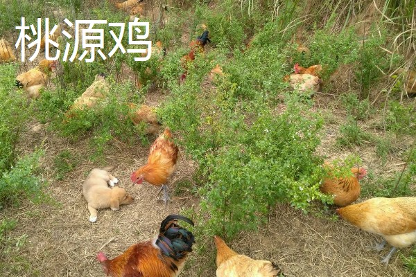 鸡有什么品种，绿壳蛋鸡、芦花鸡等品种很常见