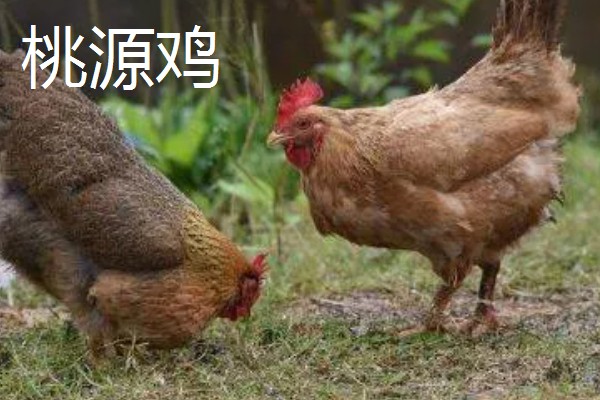 鸡有什么品种，绿壳蛋鸡、芦花鸡等品种很常见