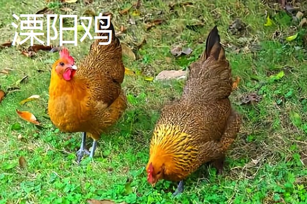 鸡有什么品种，绿壳蛋鸡、芦花鸡等品种很常见