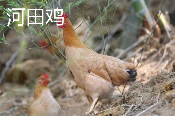 鸡有什么品种，绿壳蛋鸡、芦花鸡等品种很常见