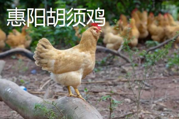 鸡有什么品种，绿壳蛋鸡、芦花鸡等品种很常见