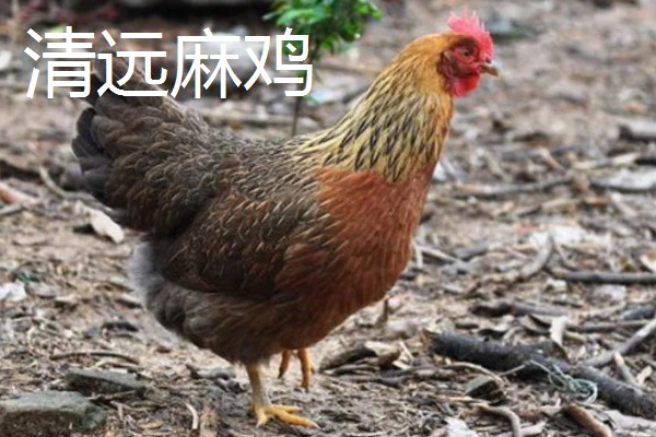 鸡有什么品种，绿壳蛋鸡、芦花鸡等品种很常见