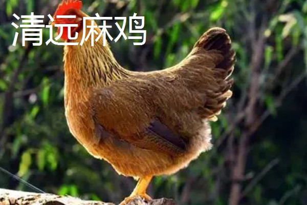 鸡有什么品种，绿壳蛋鸡、芦花鸡等品种很常见