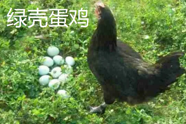 鸡有什么品种，绿壳蛋鸡、芦花鸡等品种很常见