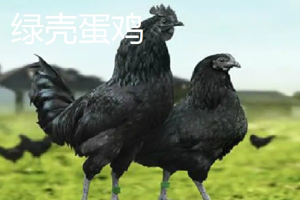 鸡有什么品种，绿壳蛋鸡、芦花鸡等品种很常见