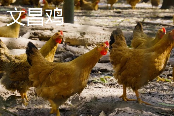 鸡有什么品种，绿壳蛋鸡、芦花鸡等品种很常见