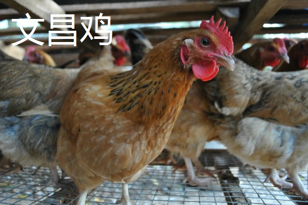 鸡有什么品种，绿壳蛋鸡、芦花鸡等品种很常见