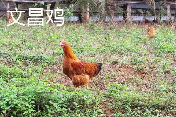 鸡有什么品种，绿壳蛋鸡、芦花鸡等品种很常见