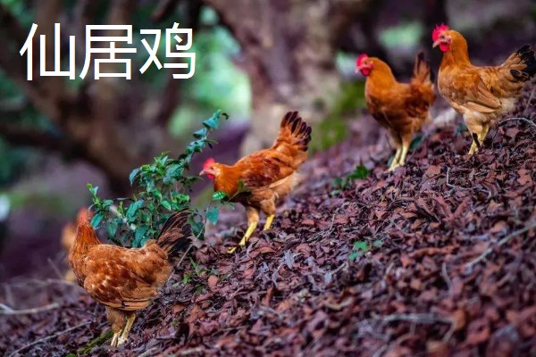 鸡有什么品种，绿壳蛋鸡、芦花鸡等品种很常见