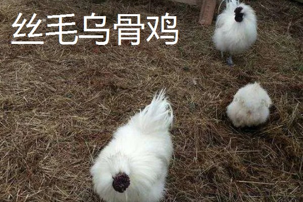 鸡有什么品种，绿壳蛋鸡、芦花鸡等品种很常见