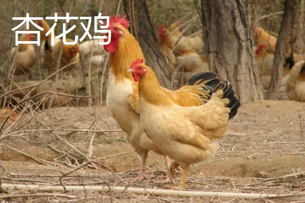 鸡有什么品种，绿壳蛋鸡、芦花鸡等品种很常见