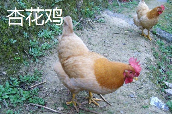 鸡有什么品种，绿壳蛋鸡、芦花鸡等品种很常见