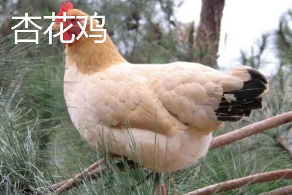 鸡有什么品种，绿壳蛋鸡、芦花鸡等品种很常见