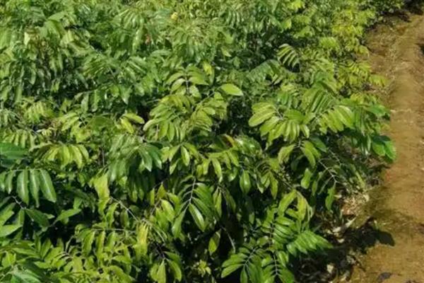 龙眼的高产种植技术，春季或秋季定植