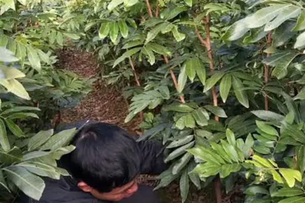 龙眼的高产种植技术，春季或秋季定植