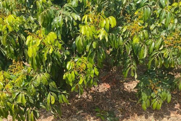 龙眼的高产种植技术，春季或秋季定植