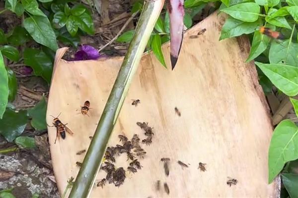 诱蜂水可以诱来蜜蜂吗,可以诱来蜜蜂