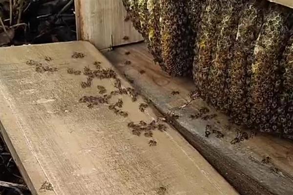 诱蜂水可以诱来蜜蜂吗,可以诱来蜜蜂