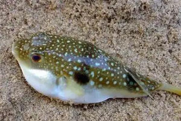 河豚的养殖要点,每天要投喂2次