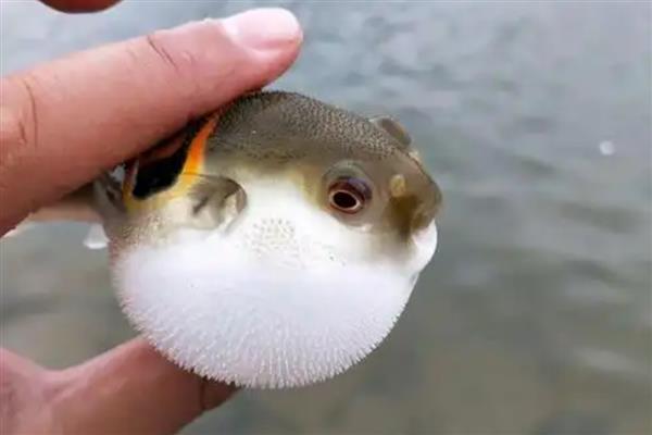 河豚的养殖要点,每天要投喂2次