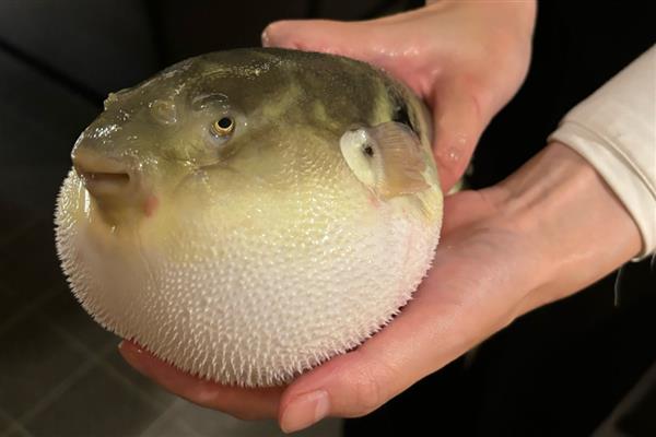 河豚的养殖要点,每天要投喂2次