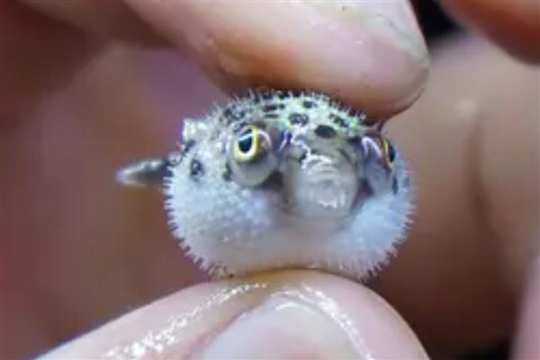 河豚的养殖要点,每天要投喂2次