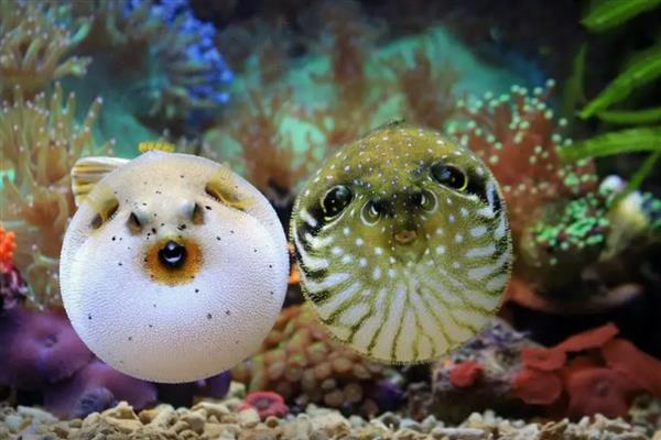 河豚的养殖要点,每天要投喂2次