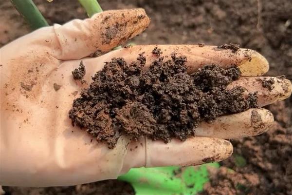 大幸福树的养殖方法，要定期浇水