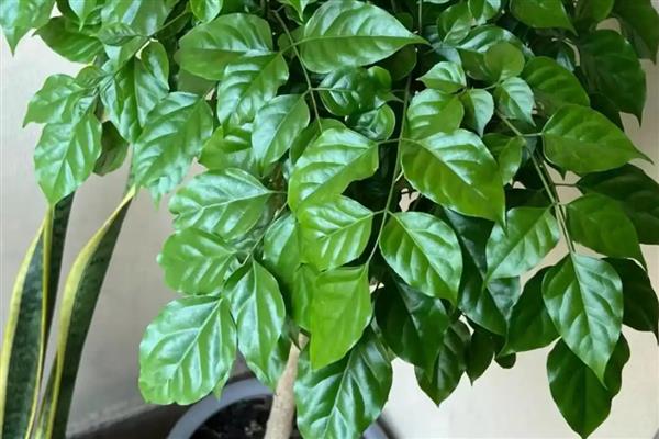 大幸福树的养殖方法，要定期浇水