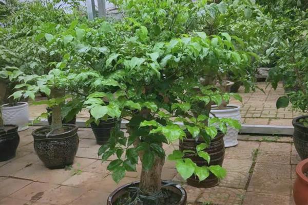 大幸福树的养殖方法，要定期浇水