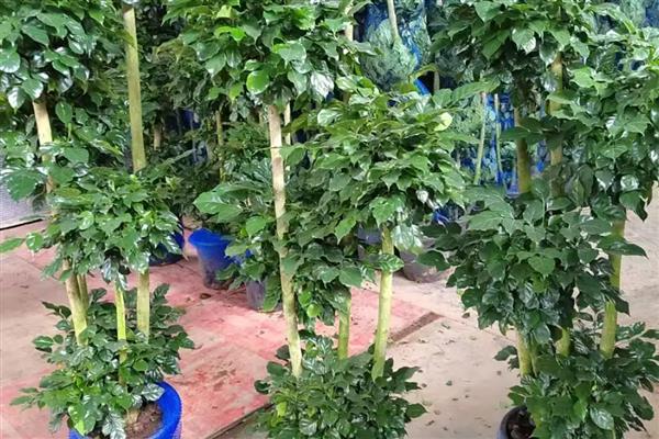 大幸福树的养殖方法，要定期浇水