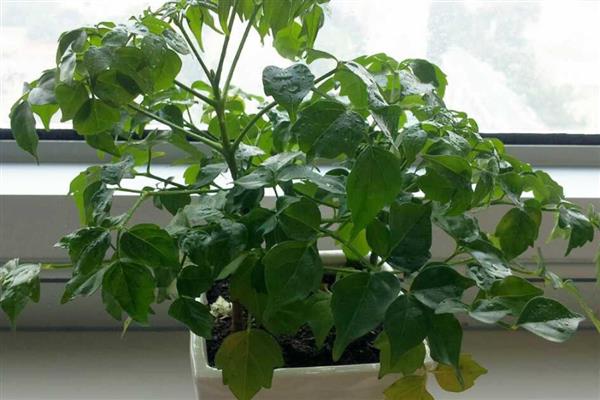 大幸福树的养殖方法，要定期浇水