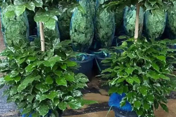 大幸福树的养殖方法，要定期浇水