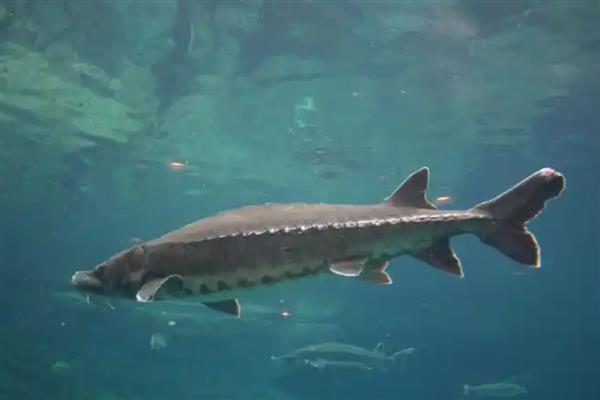 中华鲟是几级保护动物，是我国的一级保护动物