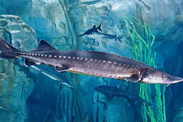 中华鲟是几级保护动物，是我国的一级保护动物